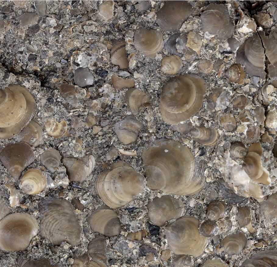 Eesti fosforiit – kvartsliivakivi, milles on kohati rohkesti käsijalgse Obolus’e kaasi (P2O5 keskmine sisaldus 10–15%). Foto: Gennadi Baranov