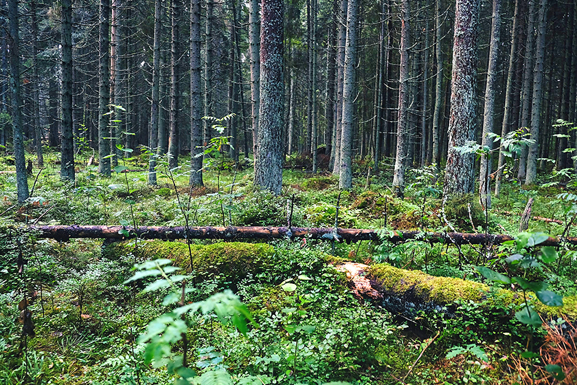 Meil pole ühiskondlikku kokkulepet, kuidas majandada Eesti metsi.